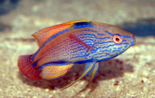 Wrasses fish