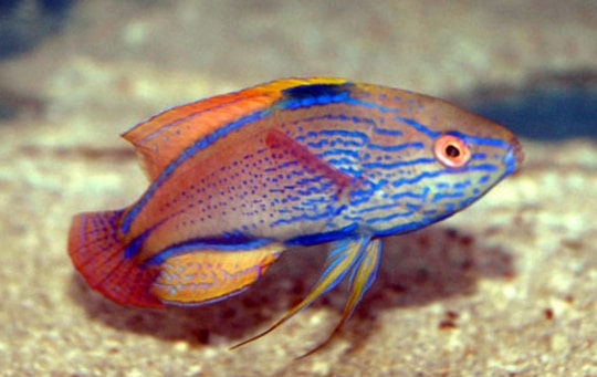  Wrasses fish