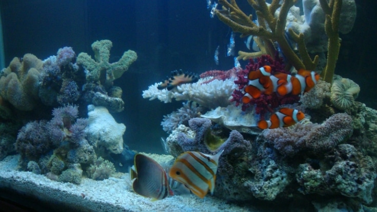 ikan hias air laut di akuarium
