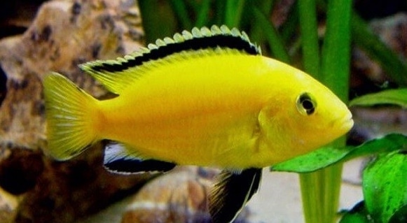 ikan hias lemon