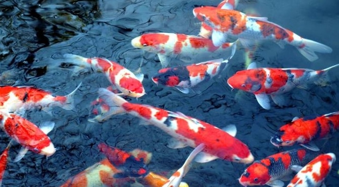 ikan koi