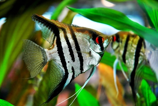 ikan manfish