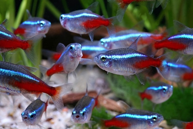 ikan neon tetra