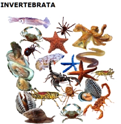 Klasifikasi Hewan  Vertebrata Dan Invertebrata Dan 