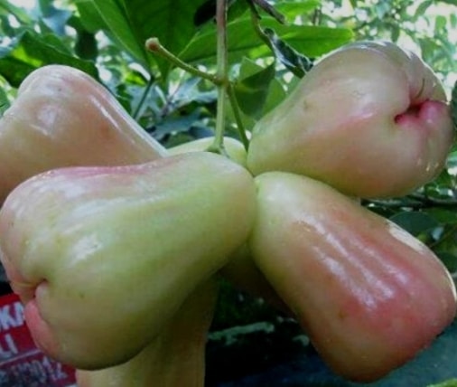 jambu air