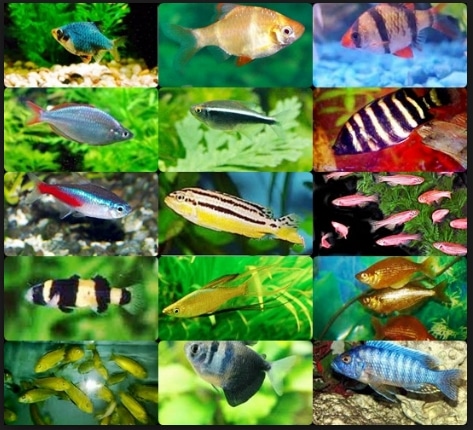 72+ Gambar Hewan Ikan Peyang Gratis Terbaru