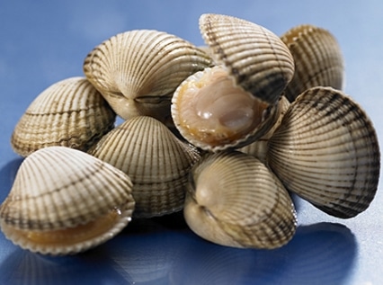 kerang