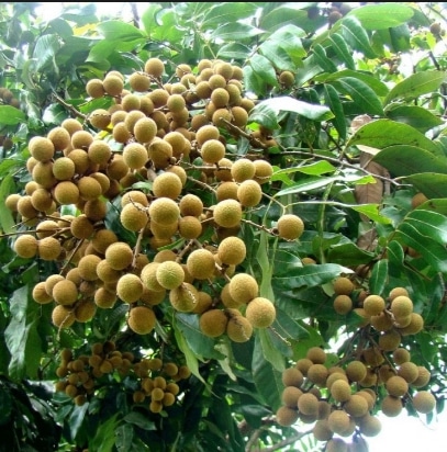 lengkeng aroma durian