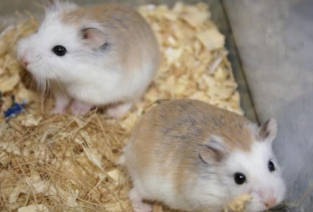 memelihara hamster