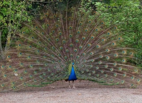 merak biru