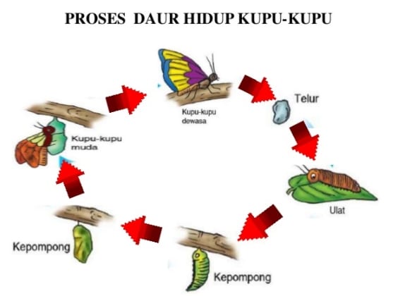 metamorfosis kupu-kupu