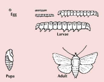 metamorfosis ngengat