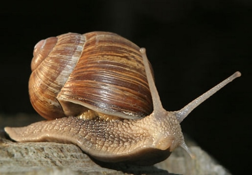 mollusca