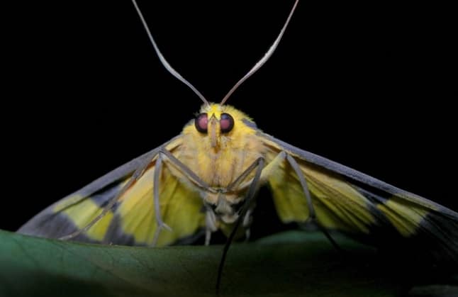ngengat A moth