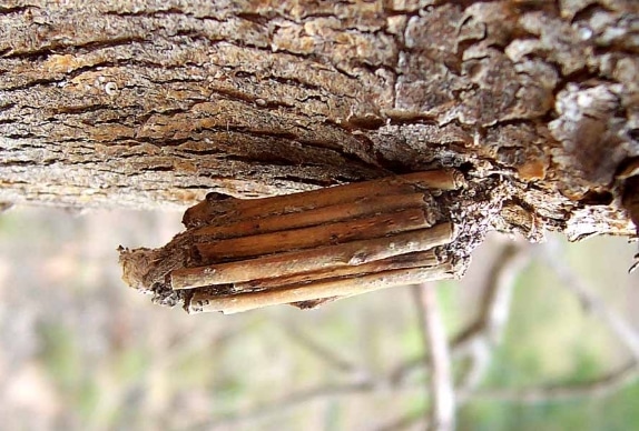 ngengat Case Moth
