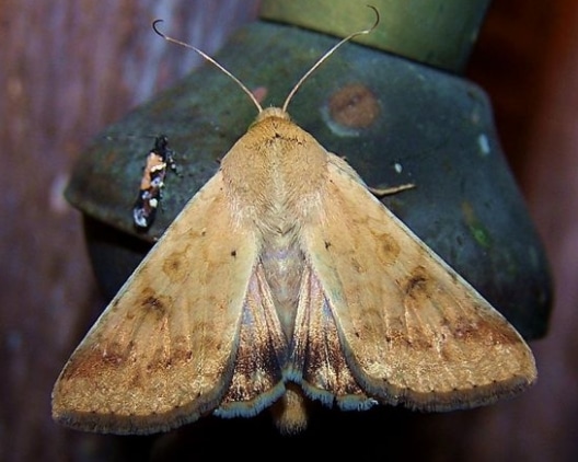 ngengat Cotton bollworm or corn earworm Helicoverpa zea, a major agricultural pest