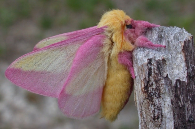 ngengat Dryocampa rubicunda Rosy Maple Moth