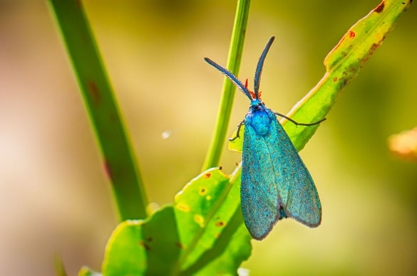 ngengat Forester Moth