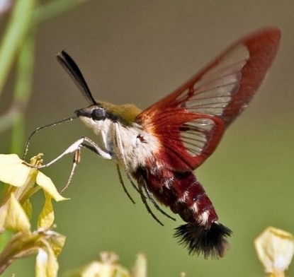 ngengat Hemaris thysbe Hummingbird Clearwing Mot