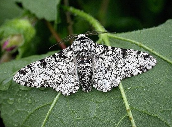 ngengat Peppered moth Biston betularia