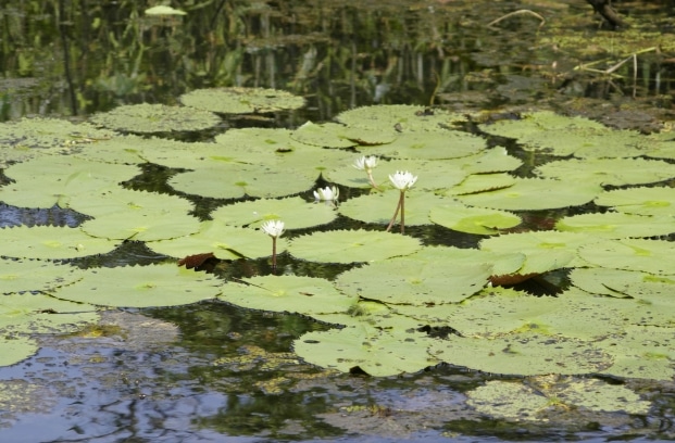 nymphaea ampla