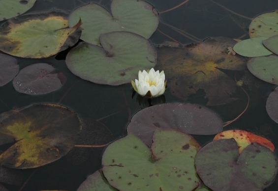 nymphaea leibergii