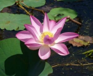 nymphaea macrosperma