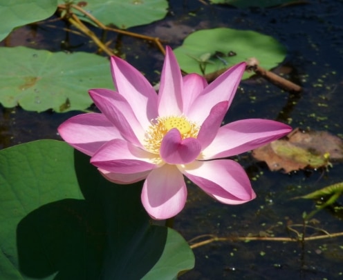 nymphaea macrosperma