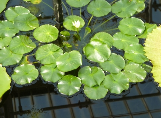 nymphaea thermarum