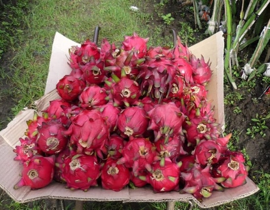 panen buah naga