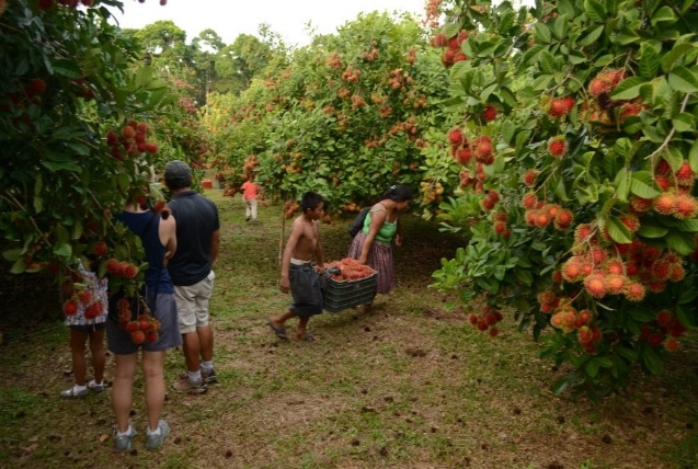 panen buah rambutan