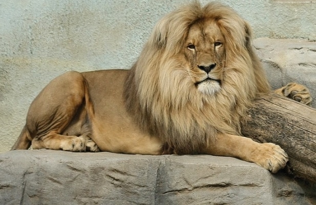 panthera leo bleyenberghi