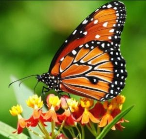 perbedaan dan persamaan antara kupu-kupu dan ngengat