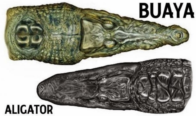 perbedaan moncong buaya dan alligator