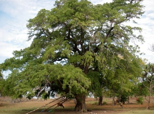 pohon asam