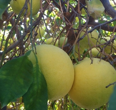 pomelo masak