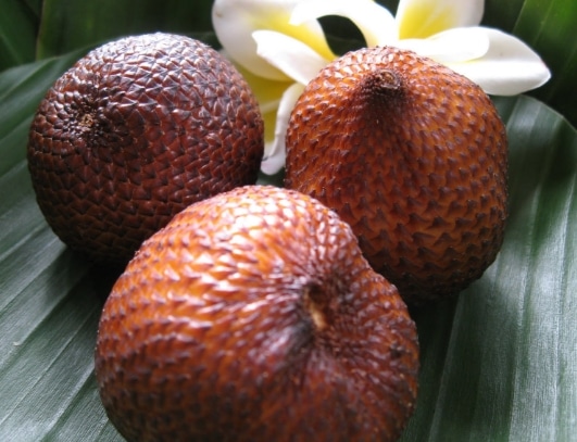 salak bali