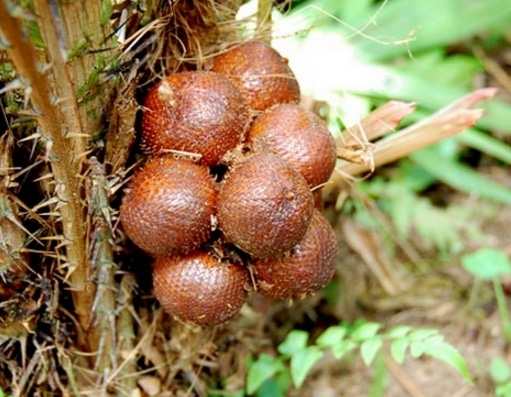 salak condet