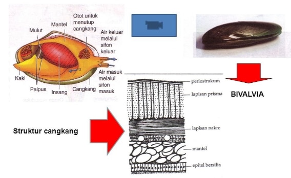 struktur anatomi tubuh pelecypoda
