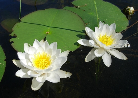 teratai Nymphaea candida