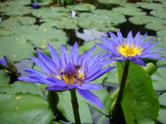 teratai Nymphaea capensis