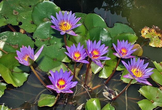 teratai biru(nymphaea caerulea)