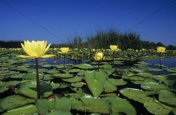 teratai nymphaea mexicana