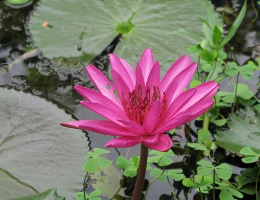 teratai nymphaea pubescens