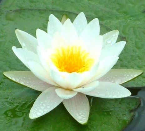 teratai putih(nymphaea alba)