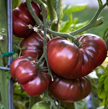 tomat black krim