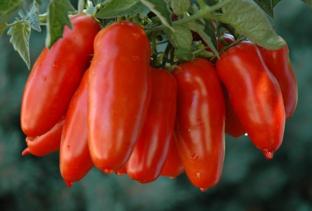 tomat san marzano