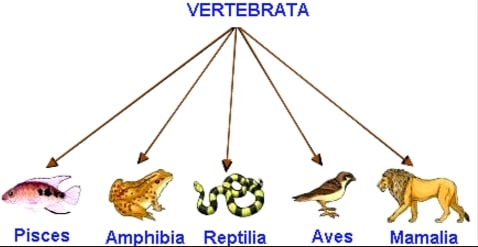 Sistem rangka pada hewan vertebrata terbagi menjadi sistem