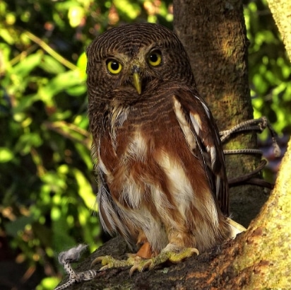 beluk-watu-jawa-glaucidium-castanopterum