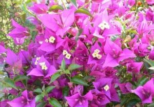 Bunga Bougenville Dan Bagian Bagiannya Faunadanflora Com
